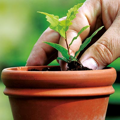 Hand im Pflanzentopf mit junger Pflanze