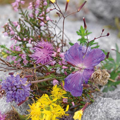 Wildblumen auf Stein f&uuml;r die Rubrik "Wir sagen Danke"